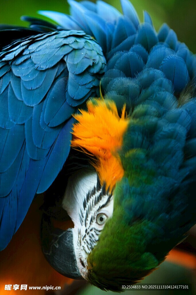 五彩斑斓的金刚鹦鹉特写