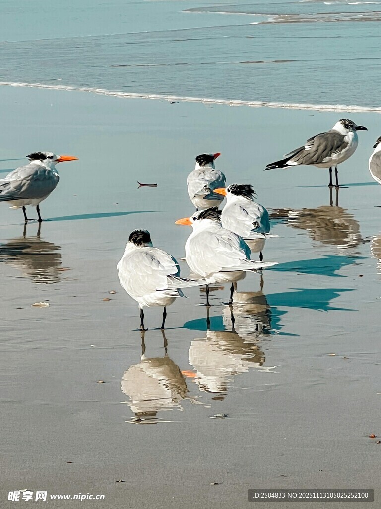 海滩上的群鸟