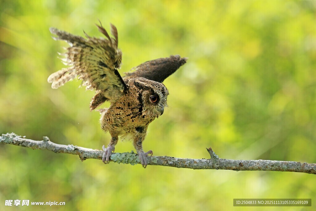 枝头展翅的猫头鹰