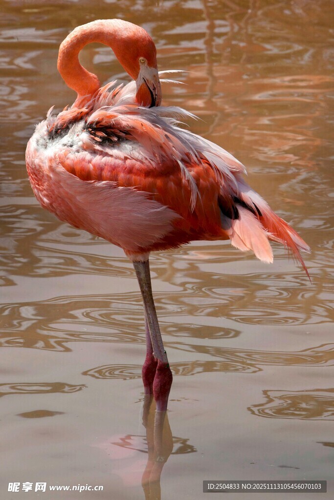 单腿站立的优雅火烈鸟