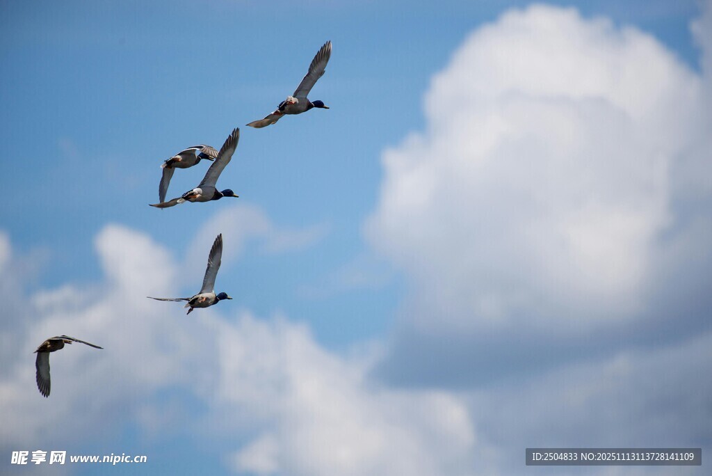 群鸟翱翔于蓝天白云间