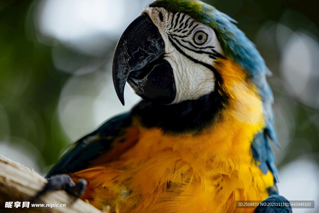 蓝黄相间鹦鹉栖息枝头