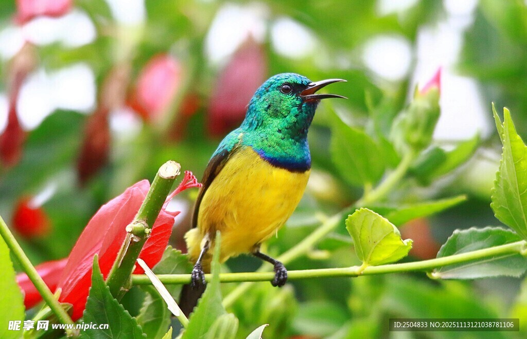 彩羽小鸟栖于红绿植物间