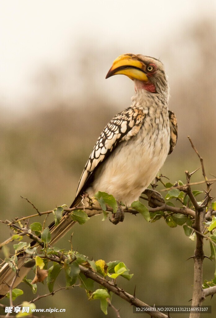 黄嘴犀鸟栖息枝头