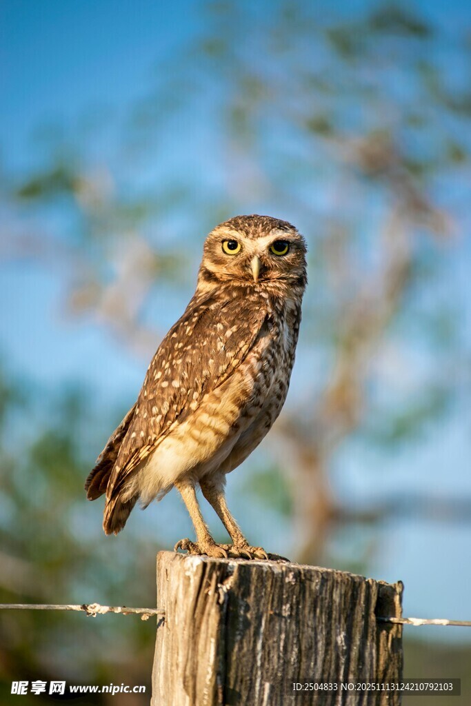 站在木桩上的猫头鹰