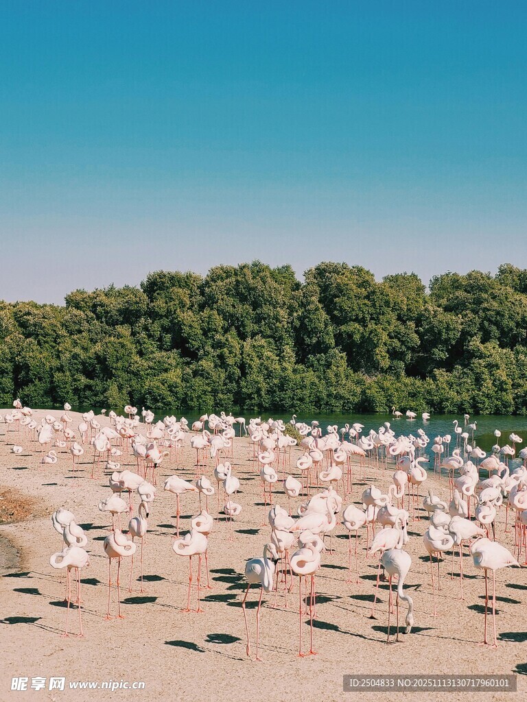 沙滩上成群的白色海鸟