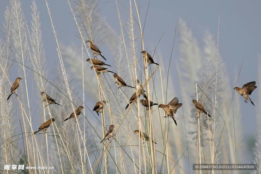 群鸟于芦苇间飞舞