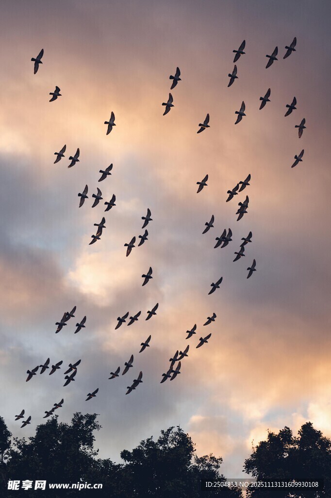 群鸟翱翔于黄昏天际