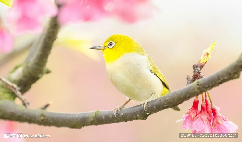 枝头黄羽小鸟伴粉花
