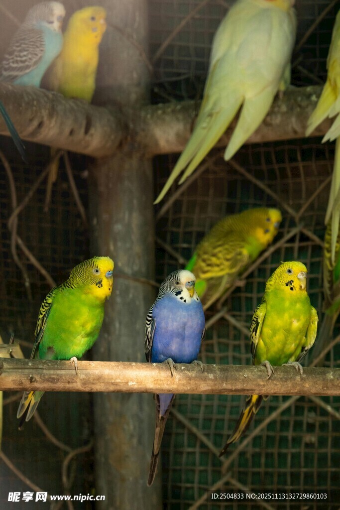 多彩鹦鹉栖息于笼中