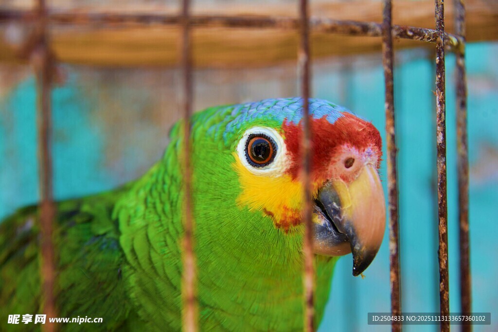 笼中多彩鹦鹉