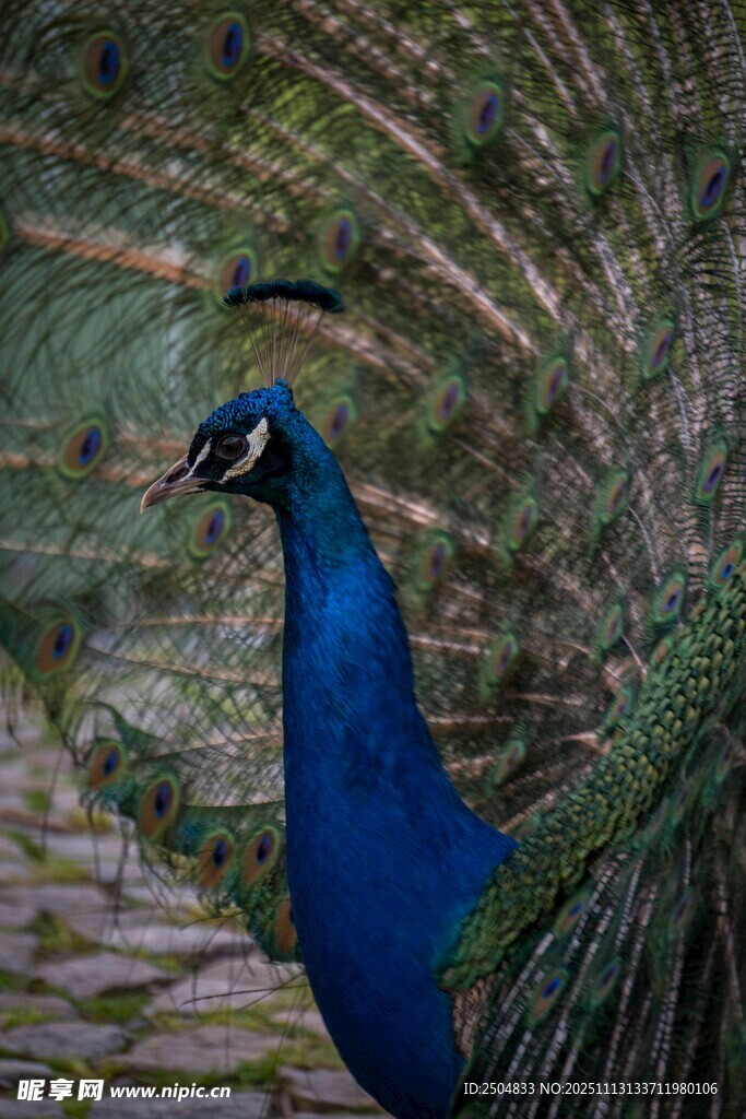 开屏的美丽蓝孔雀