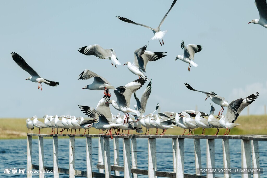 海鸥群集于码头