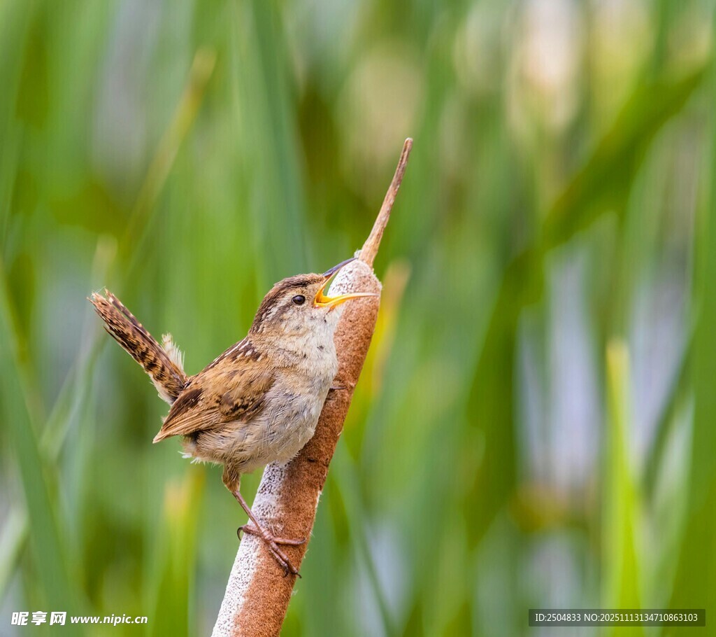 芦苇上鸣叫的小巧鸟儿