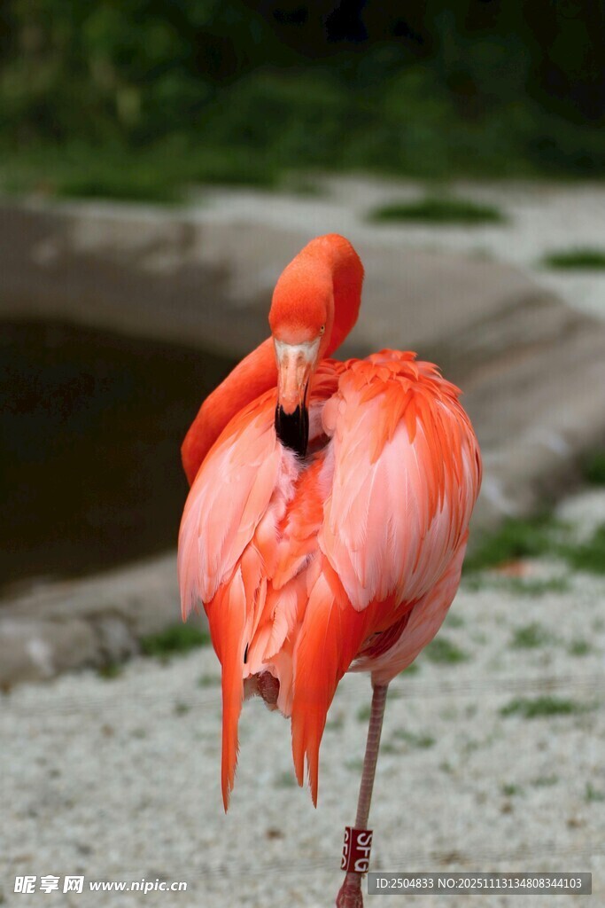 优雅火烈鸟整理羽毛