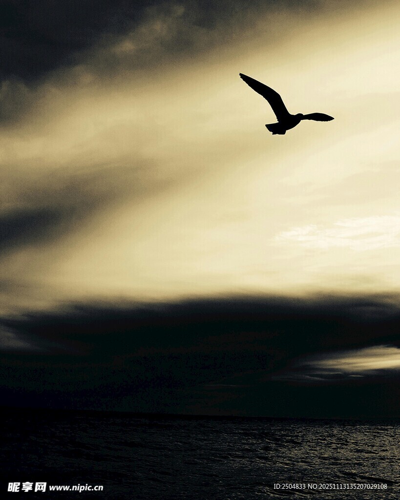 飞鸟于阴云下的天际