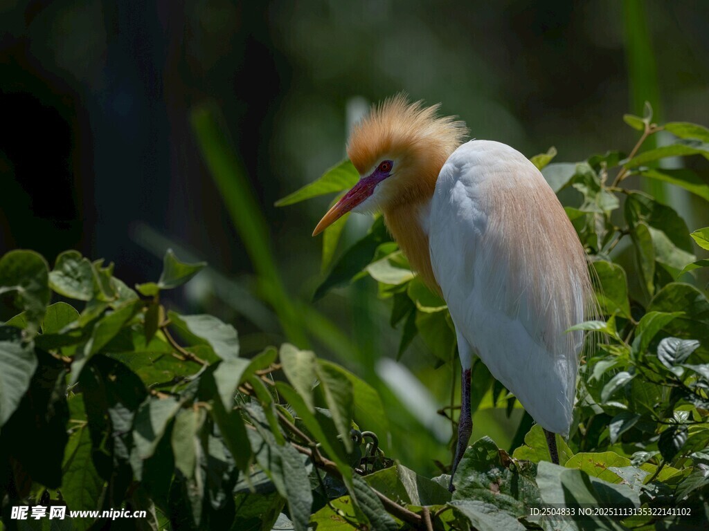 牛背鹭栖息于绿叶间