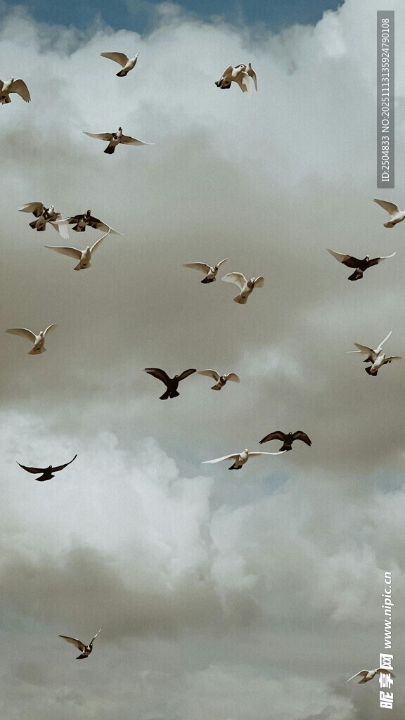 群鸟翱翔于天际