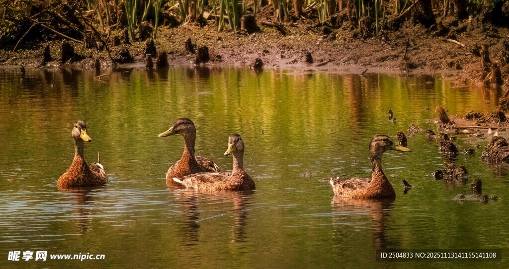 池塘中悠 的一群鸭子