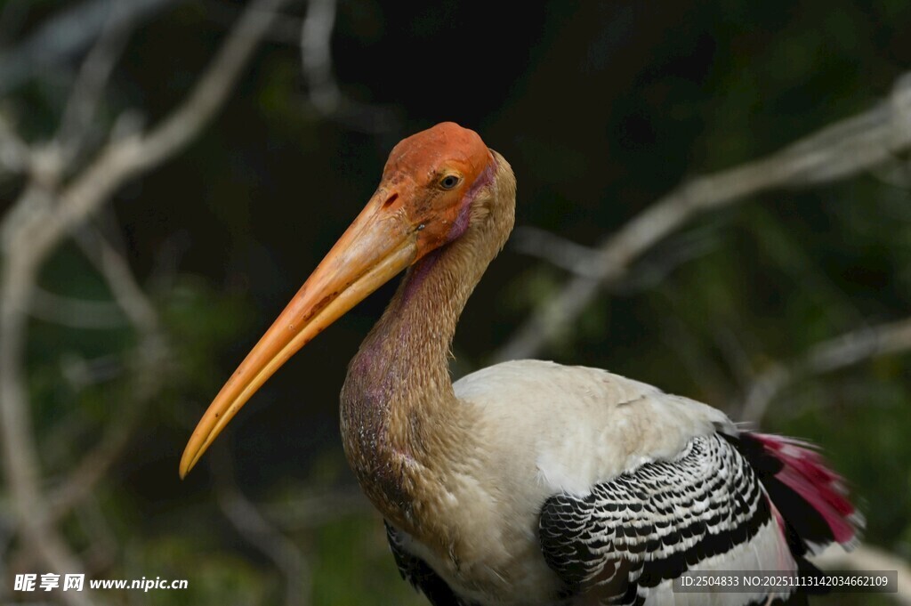 长喙彩羽的美丽涉禽