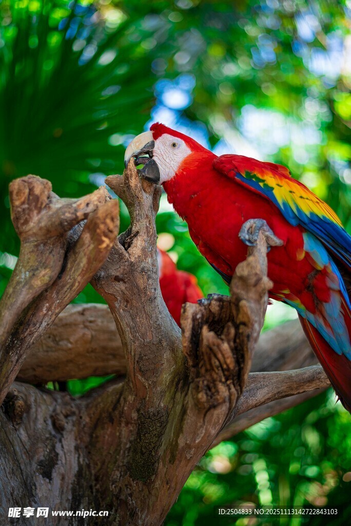 多彩鹦鹉栖息于树枝上