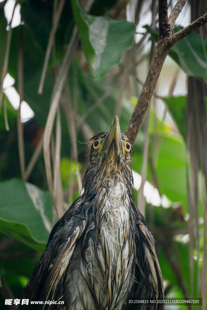 枝头栖息的斑驳羽毛小鸟