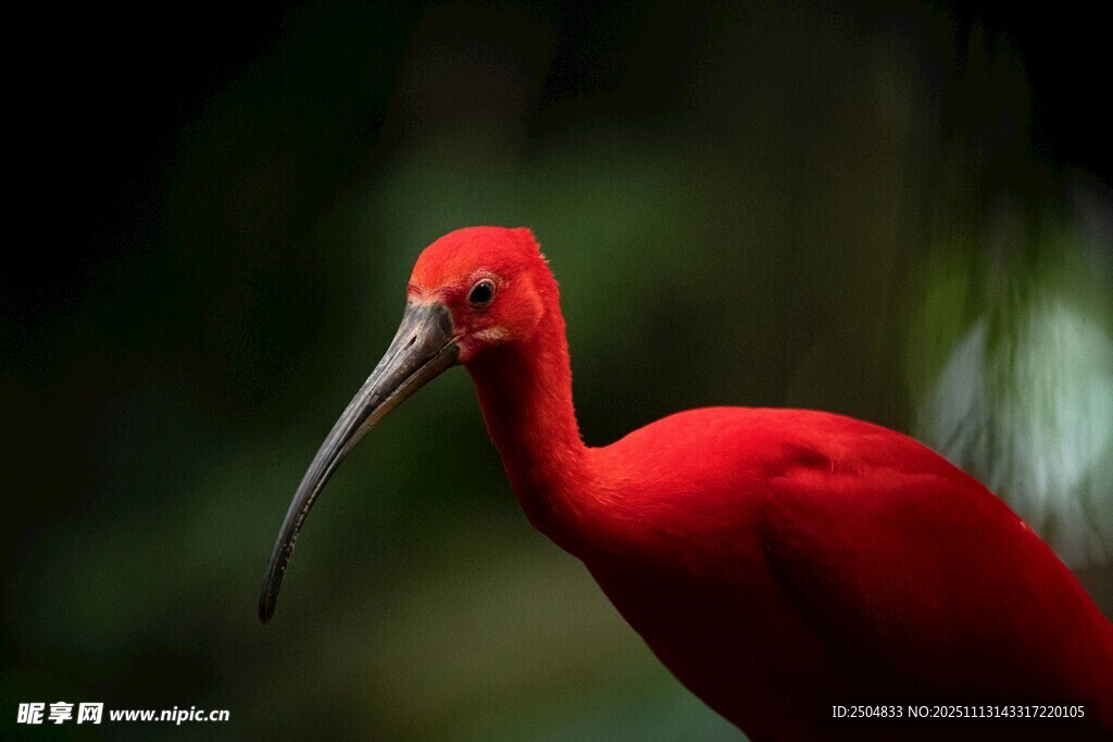 红色长喙鸟特写