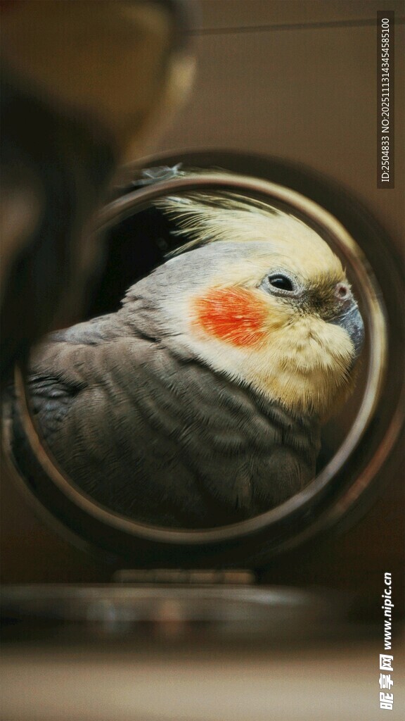 镜中灰鹦鹉