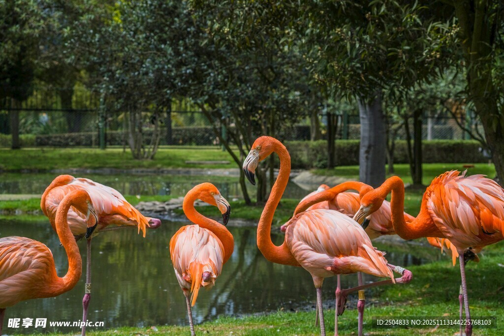 优雅火烈鸟于湖畔休憩