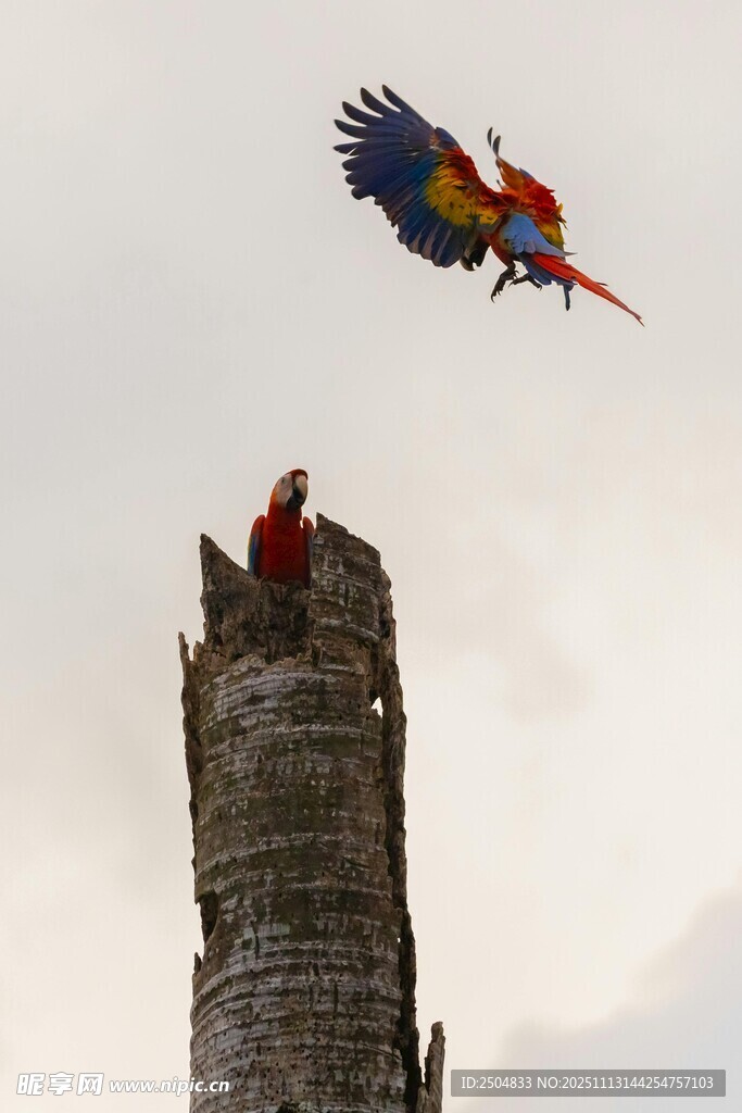 塔顶鹦鹉展翅欲飞