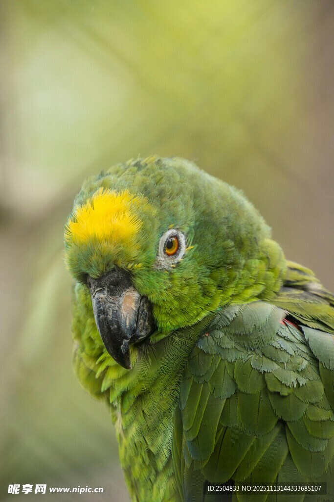 绿羽黄冠鹦鹉特写
