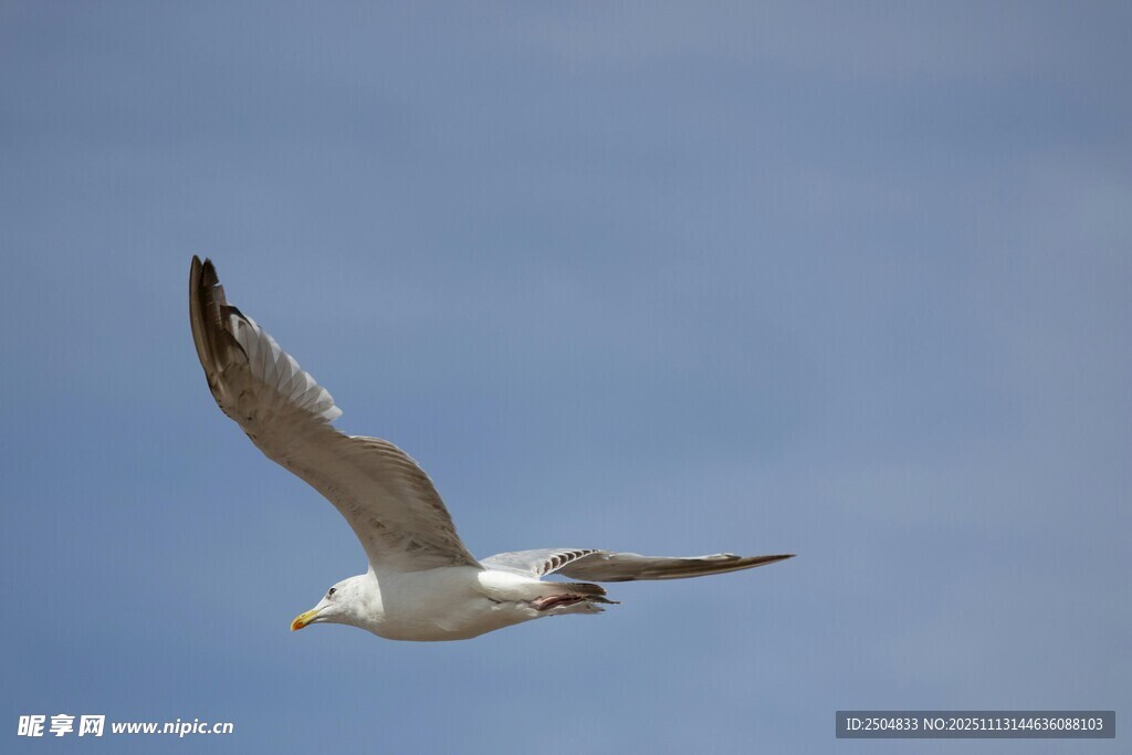 翱翔蓝天的海鸥
