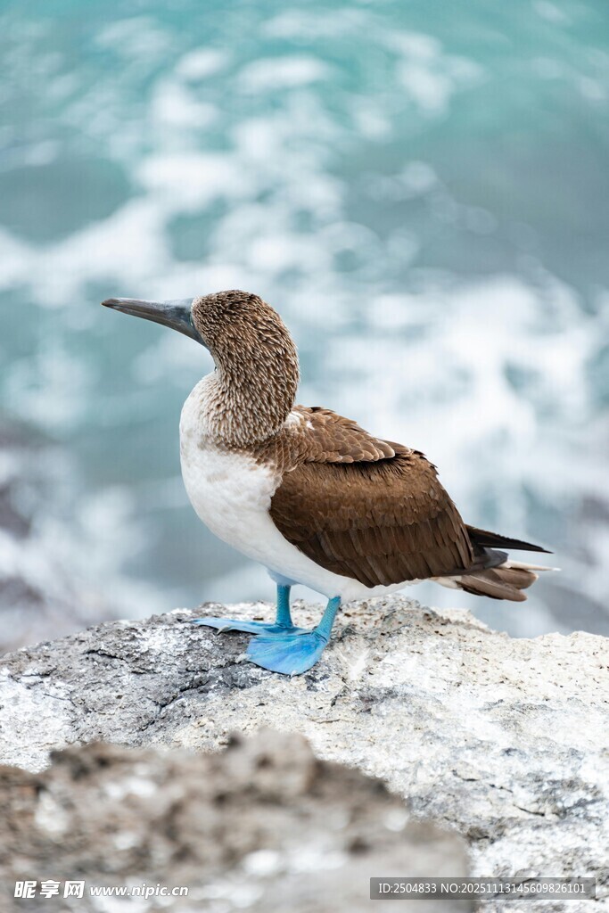 蓝脚鲣鸟立于海边岩石