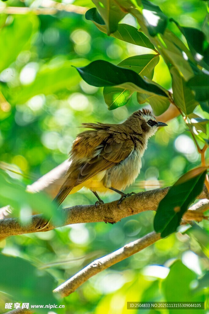 枝头小鸟栖于绿叶间
