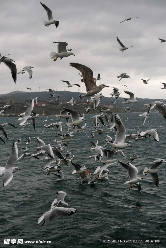 海面上群飞的海鸥