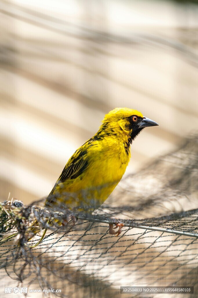黄羽小鸟立于网状物上