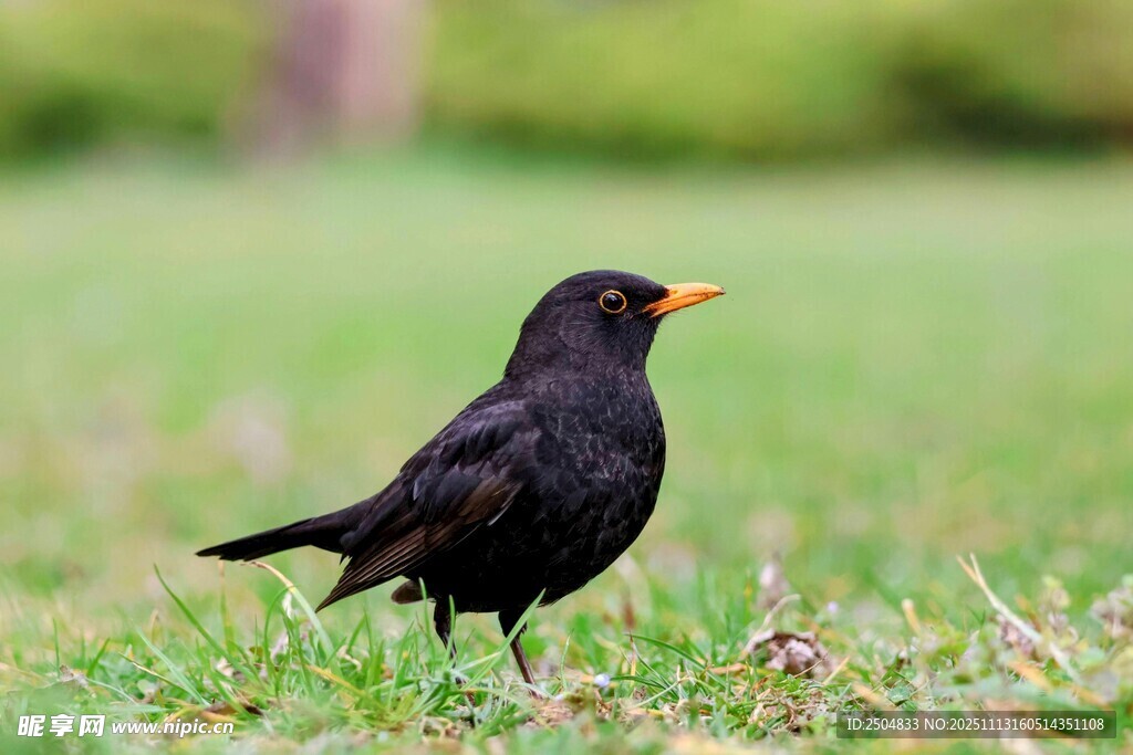 草地上的黑鸟