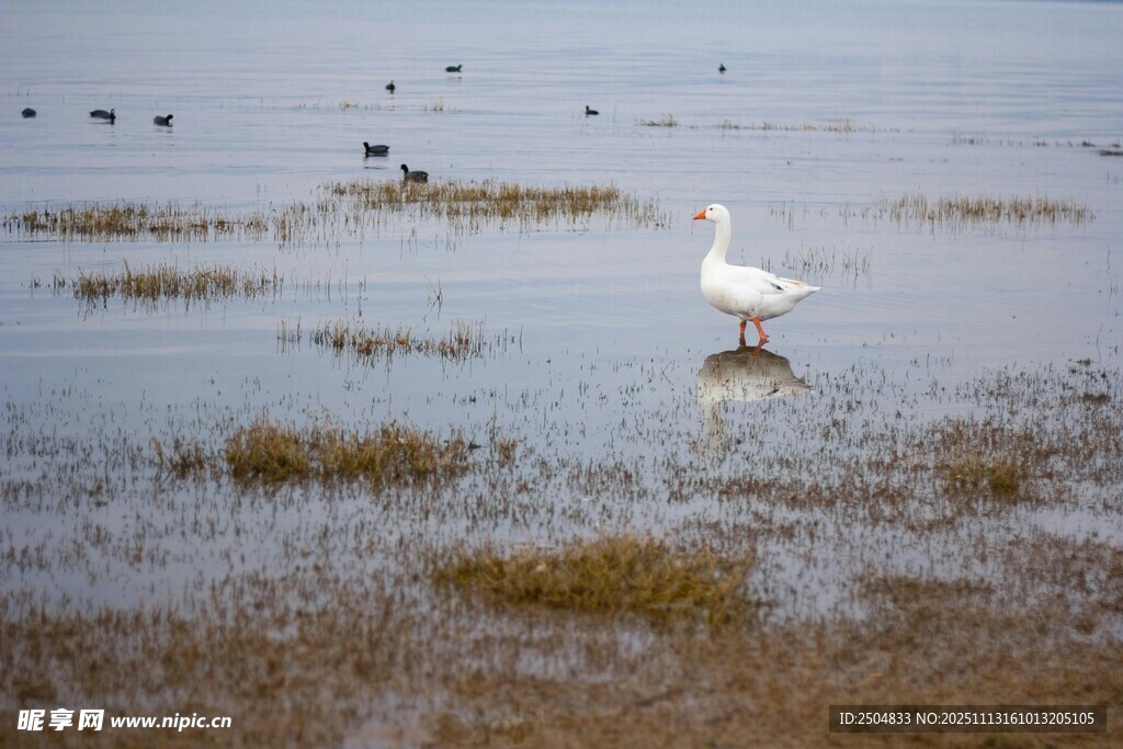湿地中站立的白色鸟儿