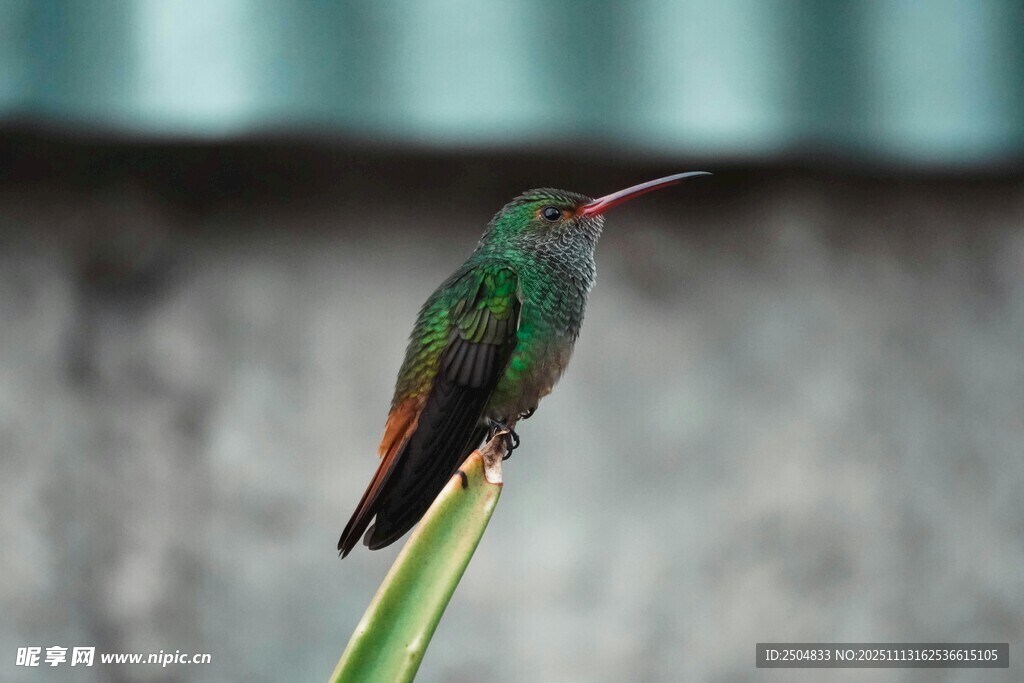 栖息于绿叶上的美丽蜂鸟