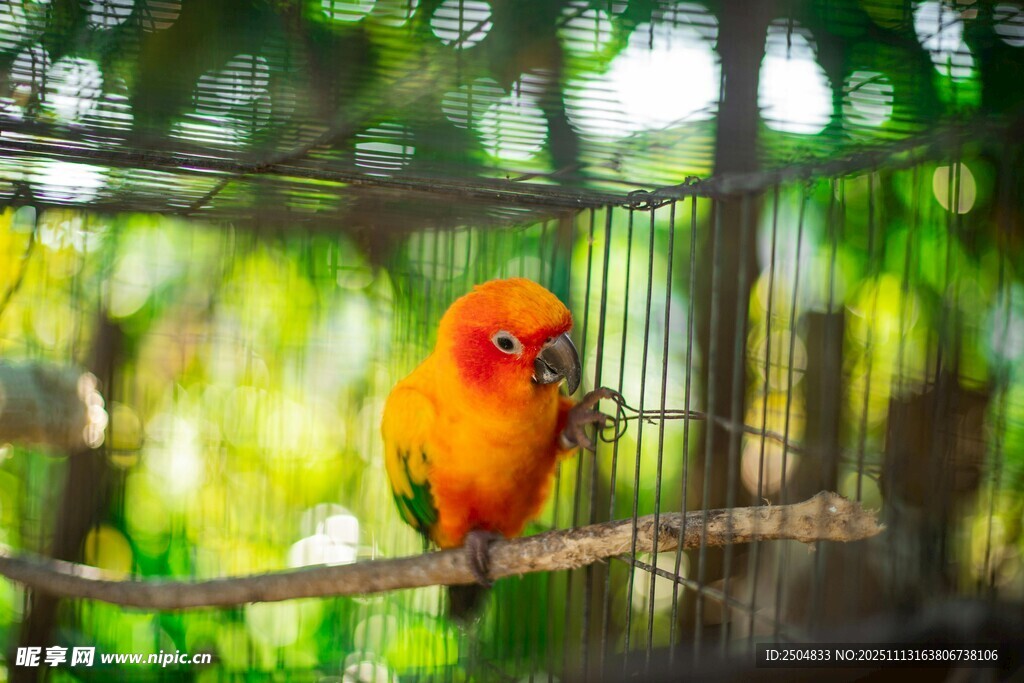 笼中橙羽小鸟