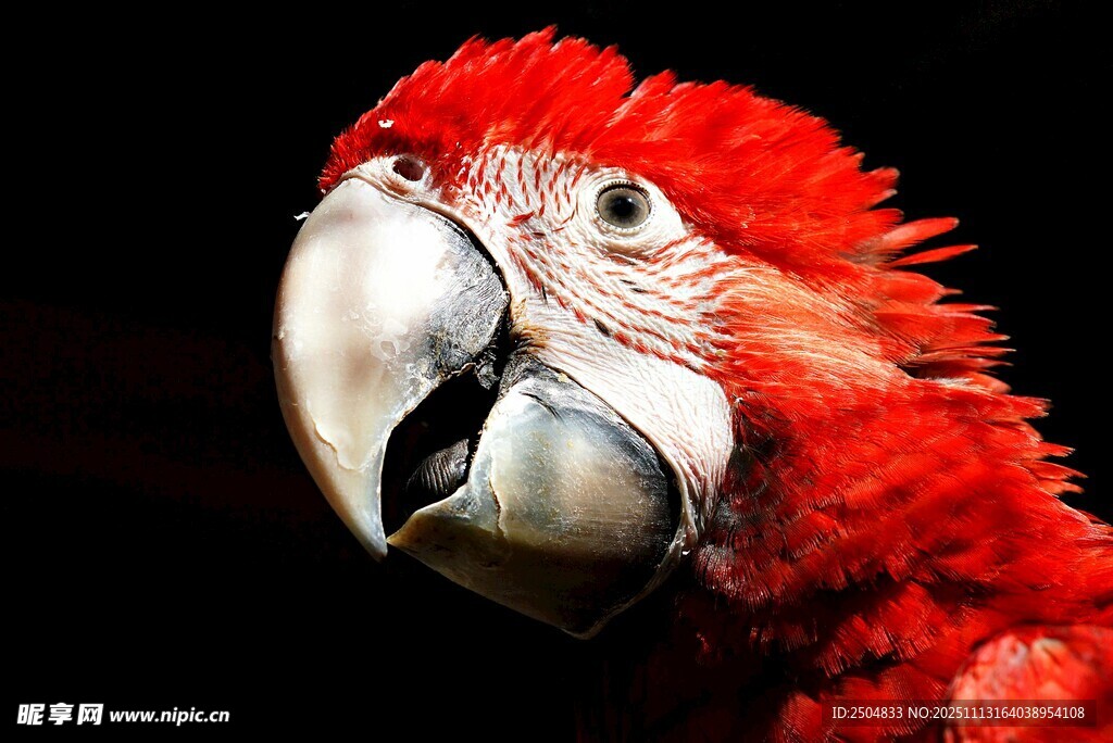 红色鹦鹉特写