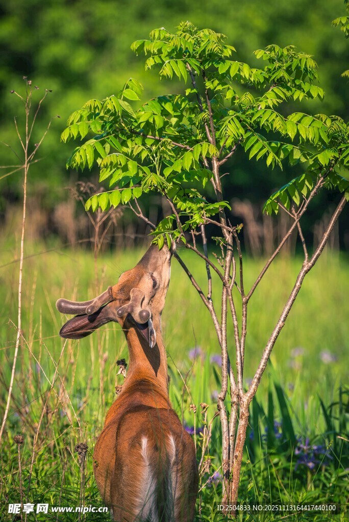 鹿背小鸟于绿意间栖息