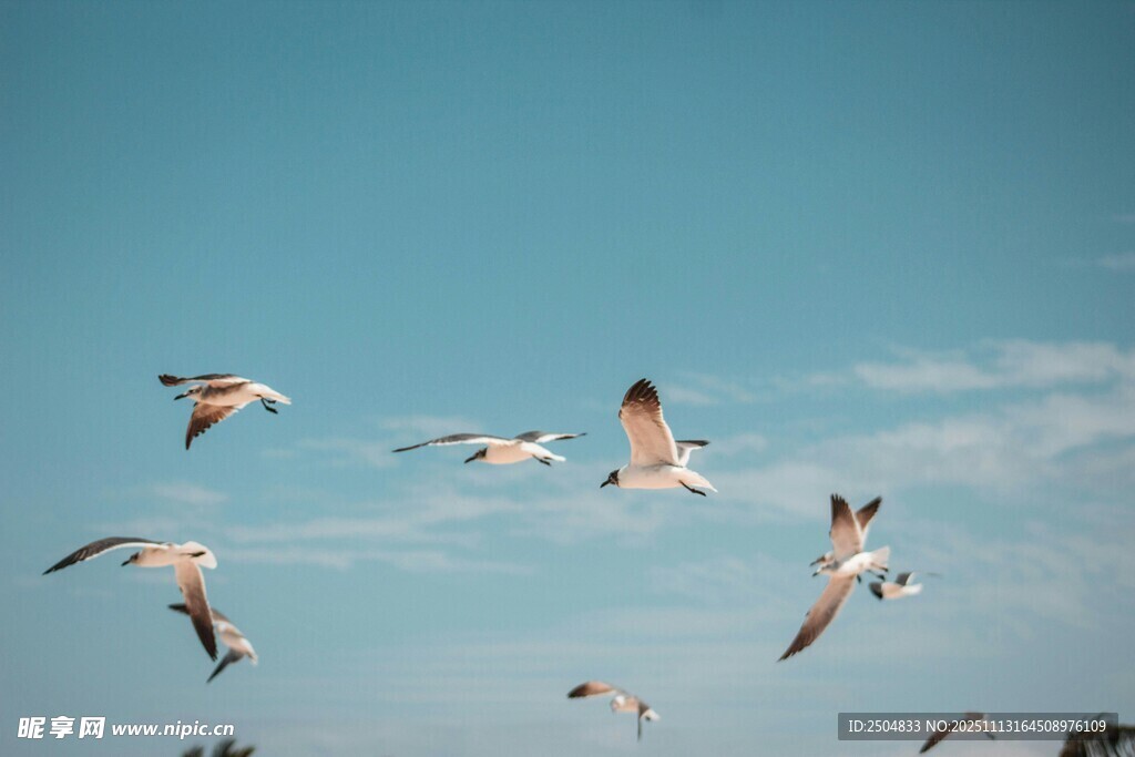 天空中飞翔的多彩鸟儿