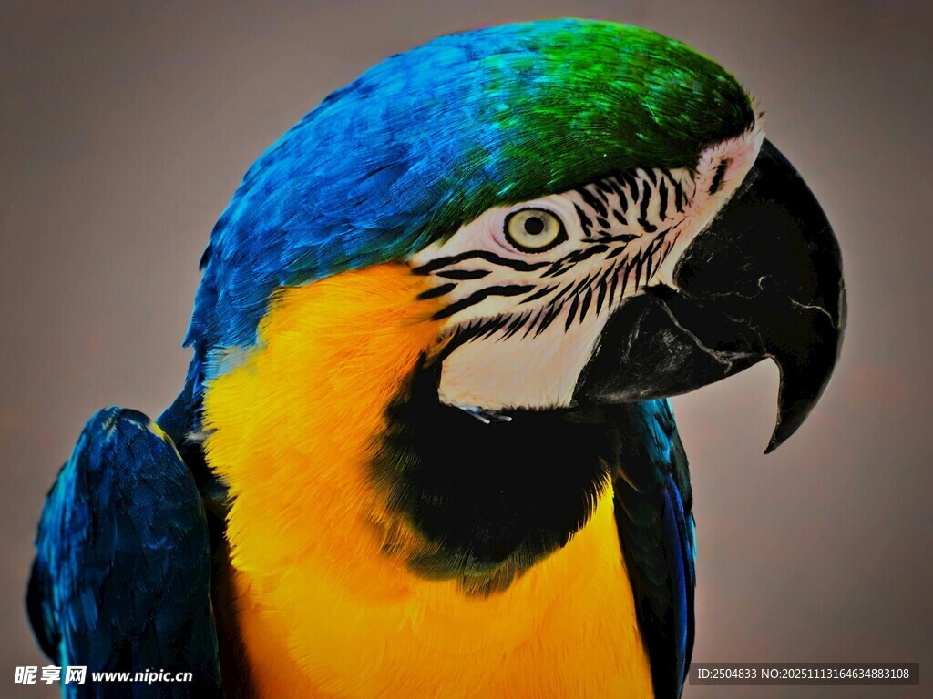多彩金刚鹦鹉特写