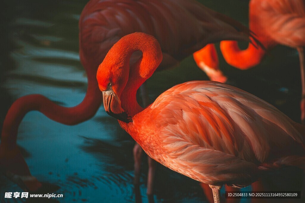 优雅火烈鸟于水中的姿态