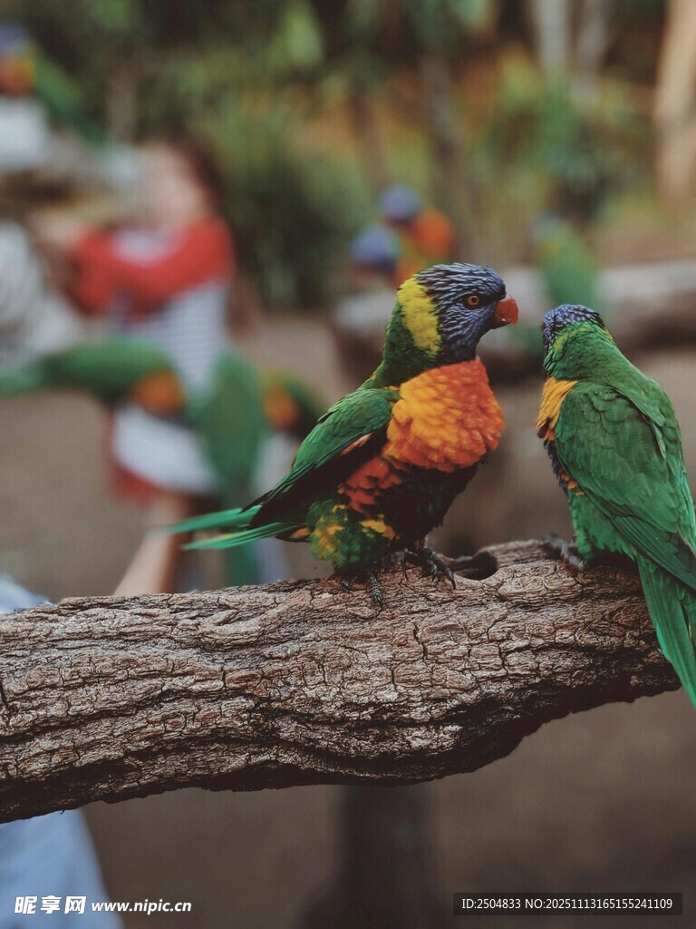 多彩鹦鹉栖于枝头