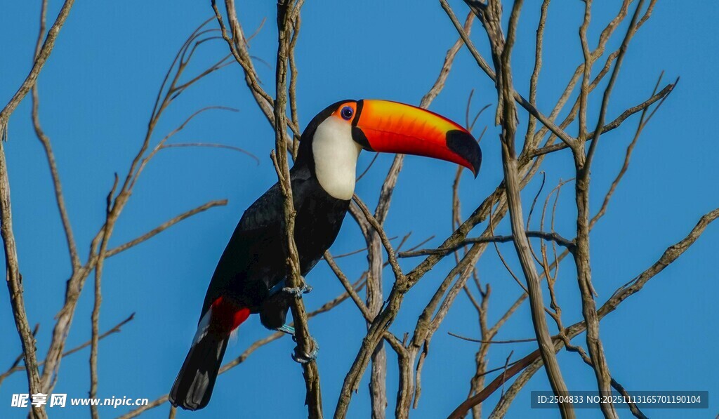 巨嘴鸟栖息枝头