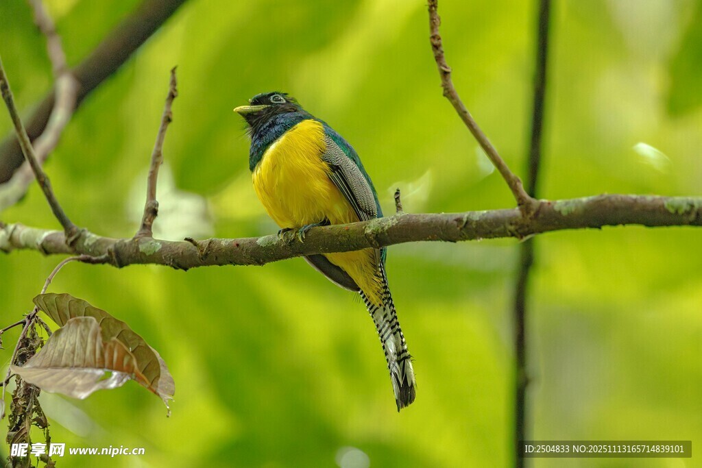 枝头黄黑相间小鸟