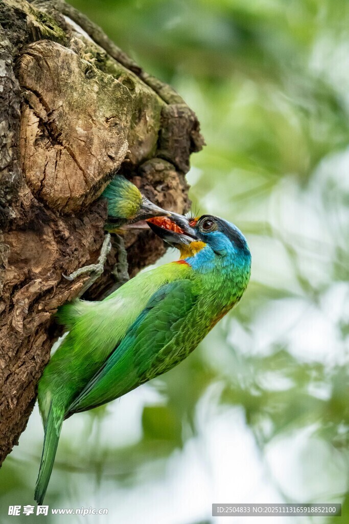 五彩鸟儿于树干间喂食