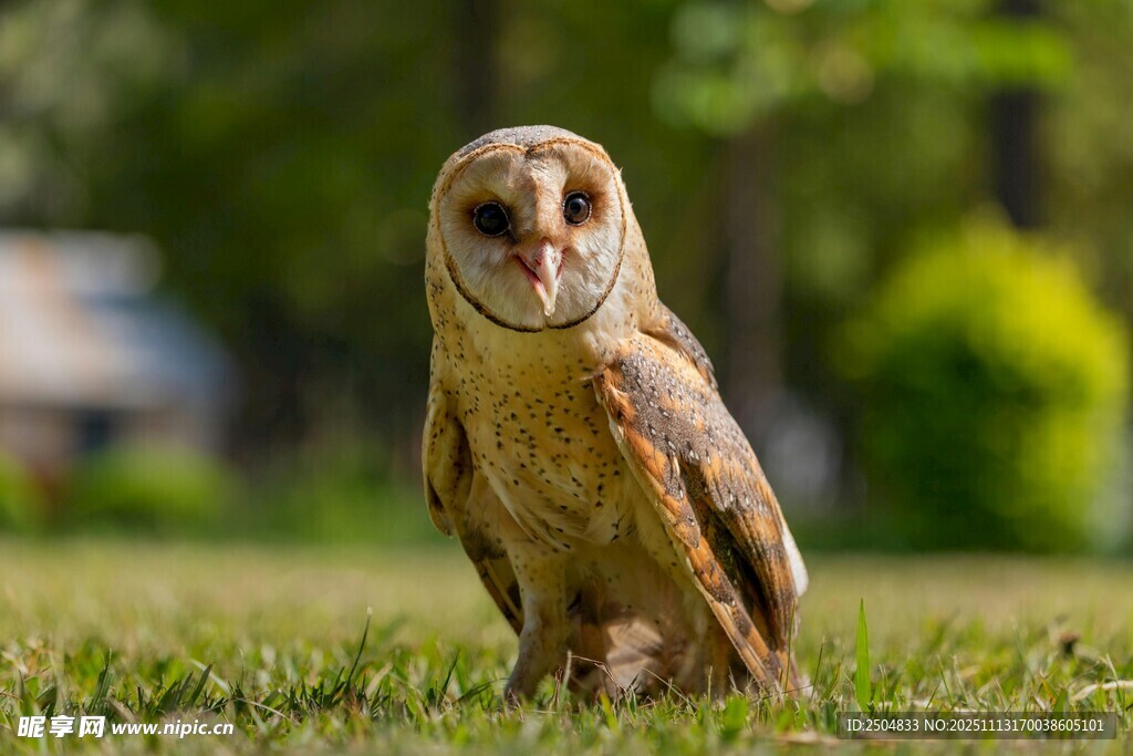 草地上的猫头鹰